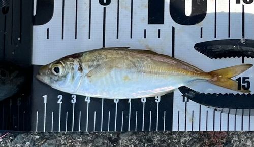 マアジの釣果
