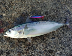 ソウダガツオの釣果