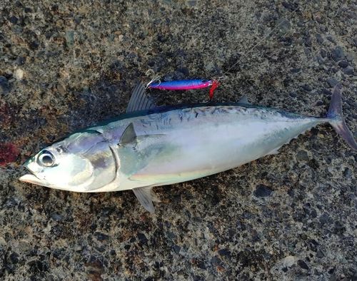 ソウダガツオの釣果