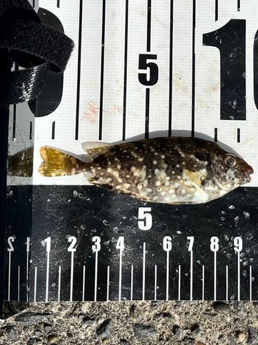 アイゴの釣果