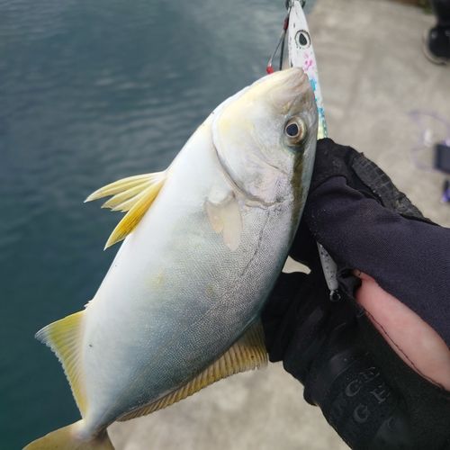 ショゴの釣果