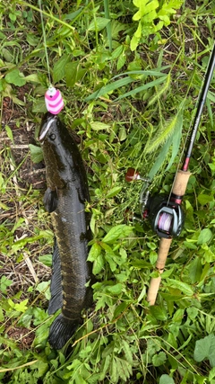 ライギョの釣果