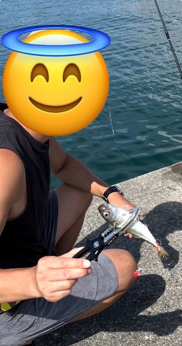 マサバの釣果
