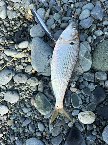 コノシロの釣果