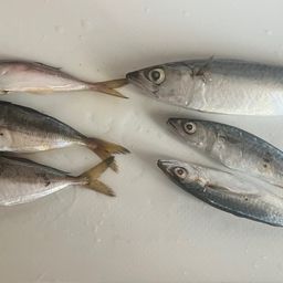 アジ