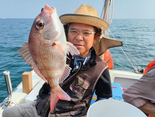 マダイの釣果