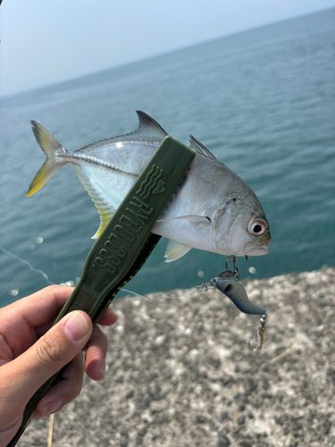 メッキの釣果
