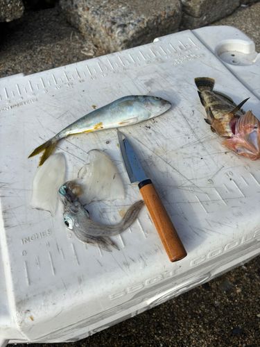 釣果