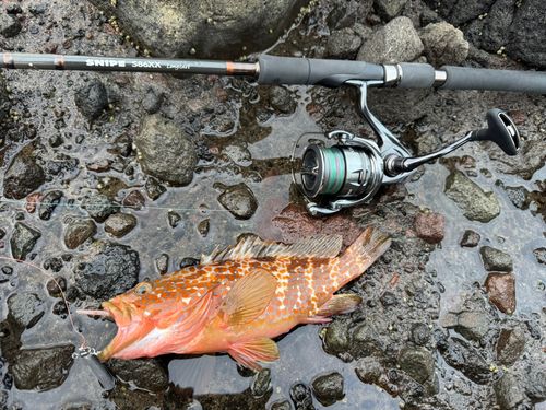 キジハタの釣果