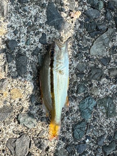 ハゼの釣果