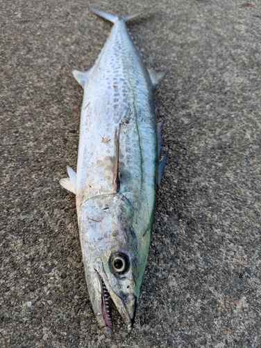 サゴシの釣果