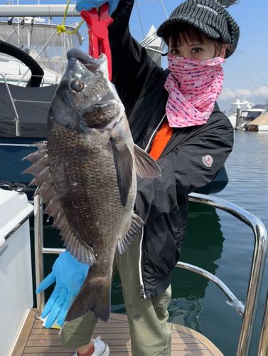 クロダイの釣果