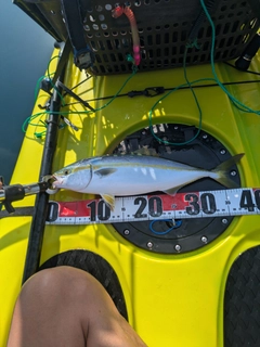 イナダの釣果