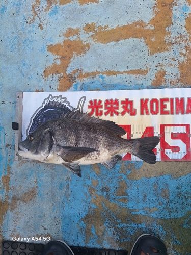 チヌの釣果