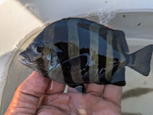 釣果