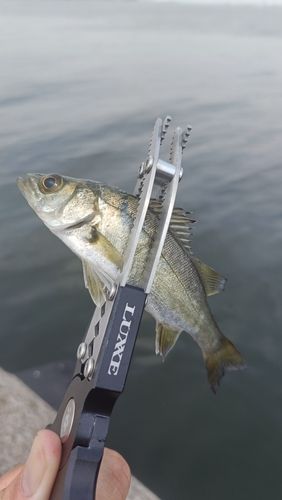 セイゴ（マルスズキ）の釣果