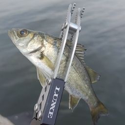 セイゴ（マルスズキ）