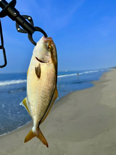 ショゴの釣果