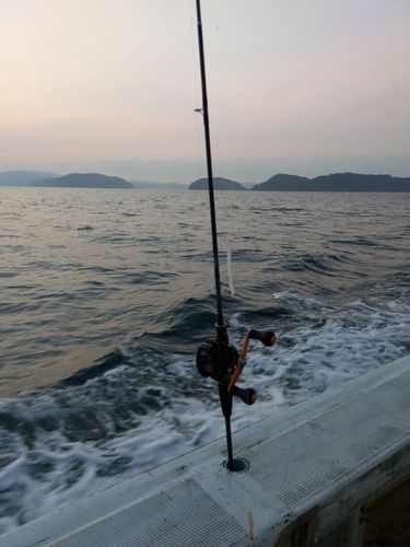 マアジの釣果