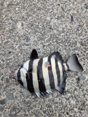 サンバソウの釣果