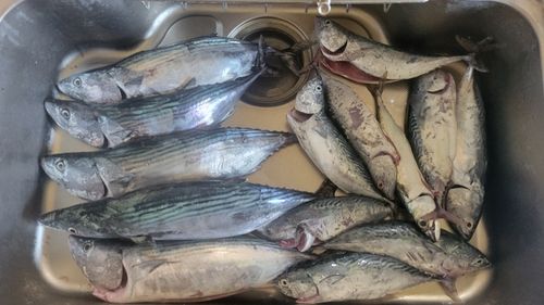 ハガツオの釣果
