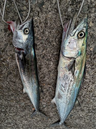 サゴシの釣果