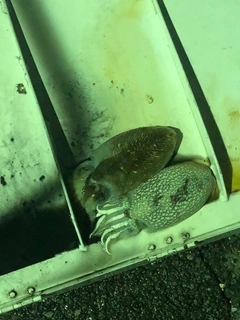 釣果