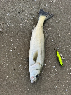 セイゴ（マルスズキ）の釣果