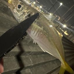 アジ