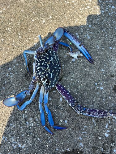 タイワンガザミの釣果