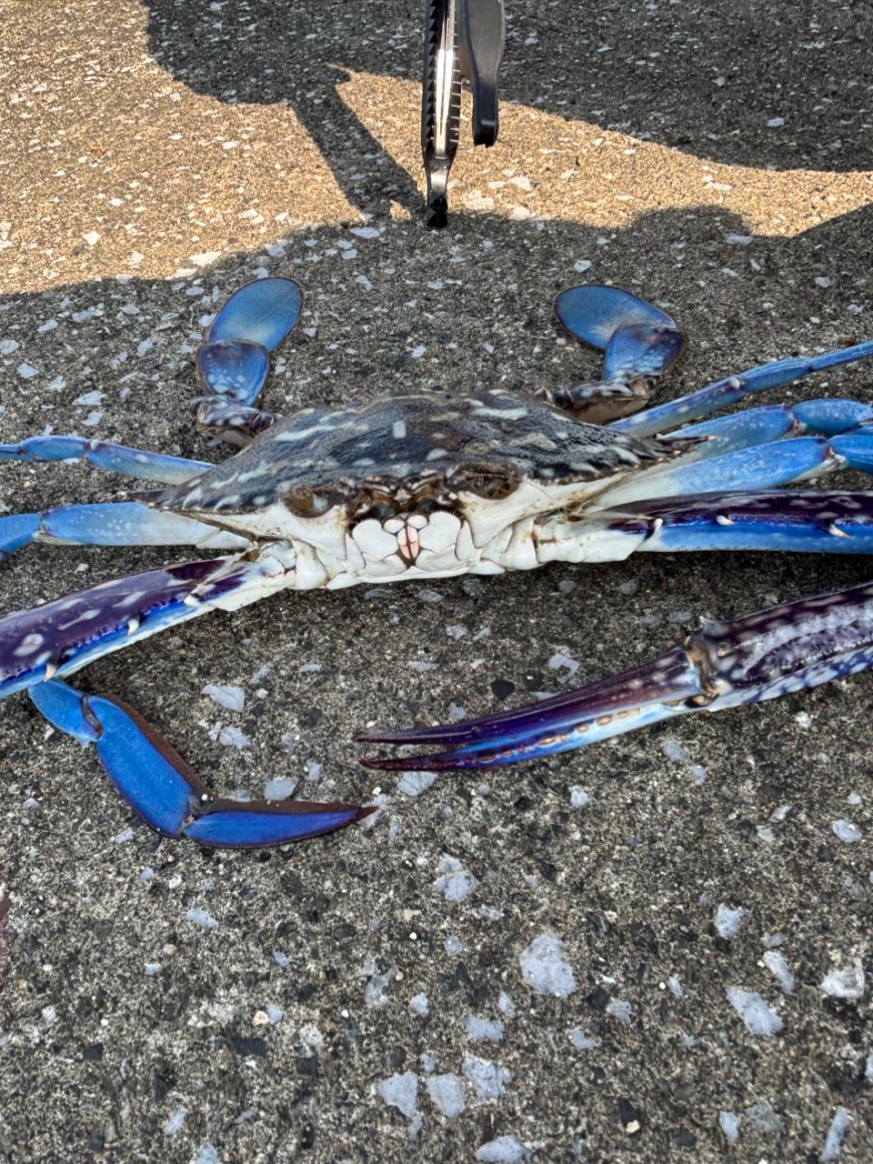 タイワンガザミ