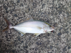 ネリゴの釣果