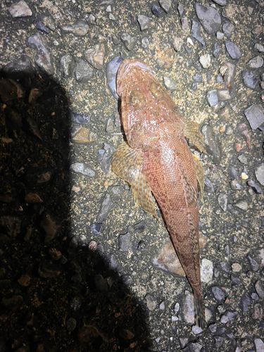 トカゲゴチの釣果