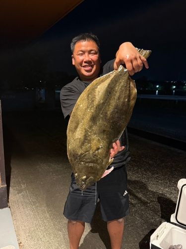 ヒラメの釣果