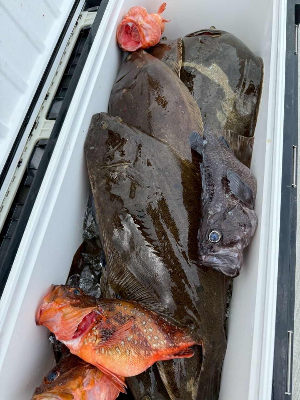 パパ助チャンネル公式〚You Tube〛さんの釣果 2枚目の画像