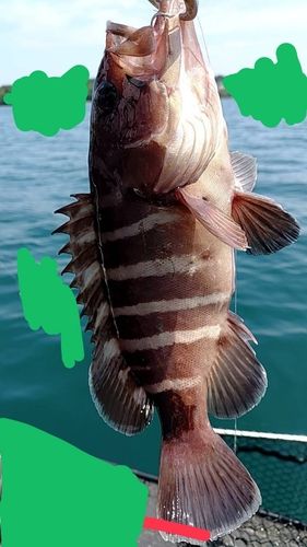マハタの釣果