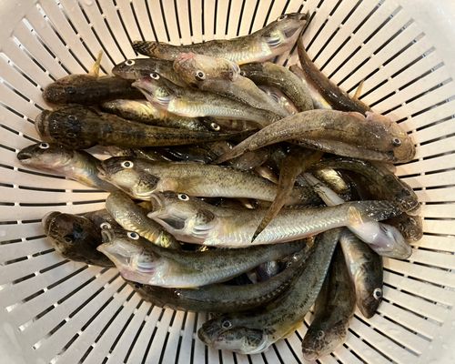 ハゼの釣果