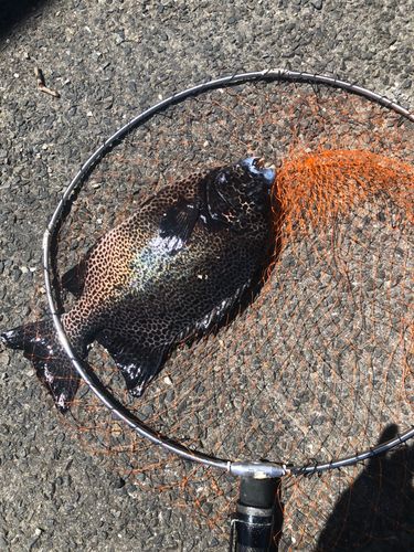 イシガキダイの釣果