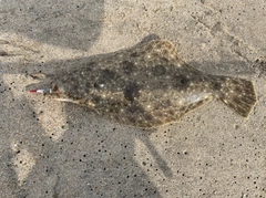 ヒラメの釣果