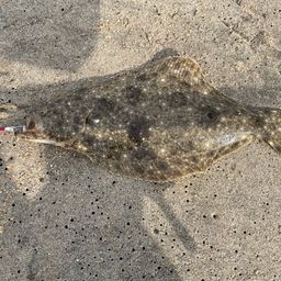 ヒラメ