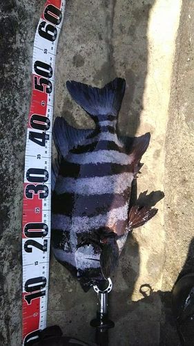 イシダイの釣果