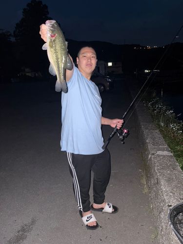 獅子木