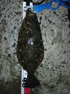 ヒラメの釣果
