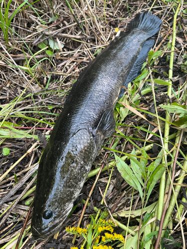 ライギョの釣果