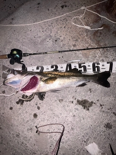 シーバスの釣果