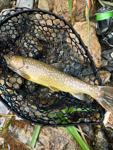 イワナの釣果