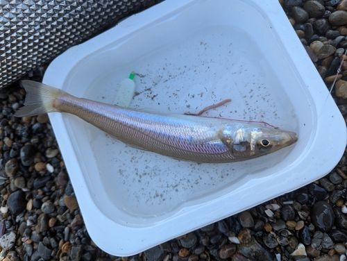 シロギスの釣果