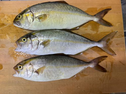 ショゴの釣果