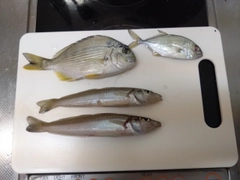 キスの釣果