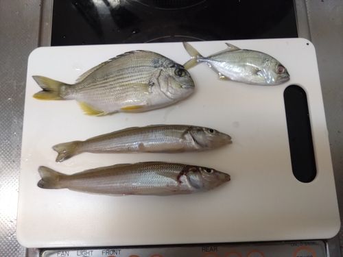 キスの釣果